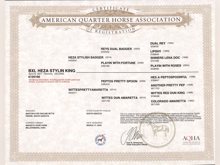 American Quarter Horse Wallach 4 Jahre 150 cm Palomino in Millersburg