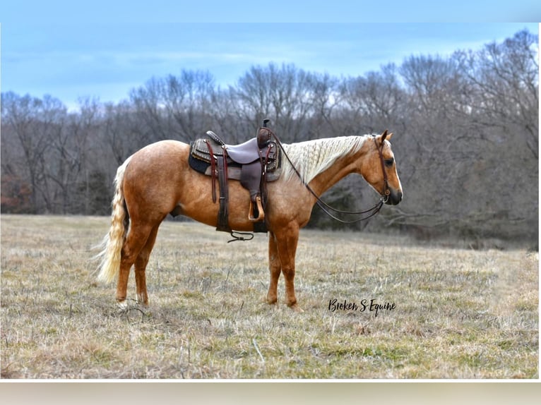 American Quarter Horse Wallach 4 Jahre 150 cm Palomino in Sweet Springs, MO