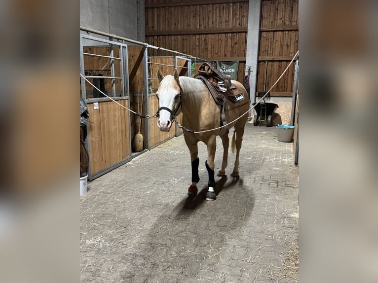 American Quarter Horse Wallach 4 Jahre 150 cm Palomino in Hundsangen