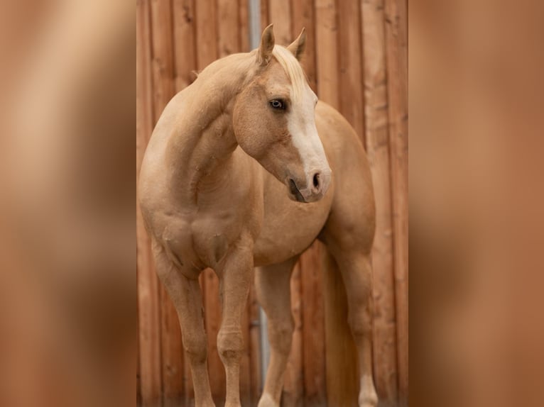 American Quarter Horse Wallach 4 Jahre 150 cm Palomino in Hundsangen