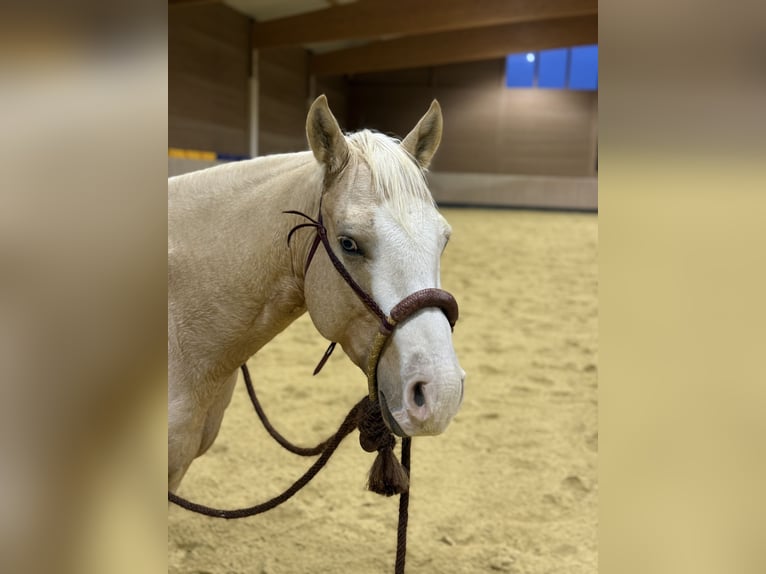 American Quarter Horse Wallach 4 Jahre 150 cm Palomino in Hundsangen