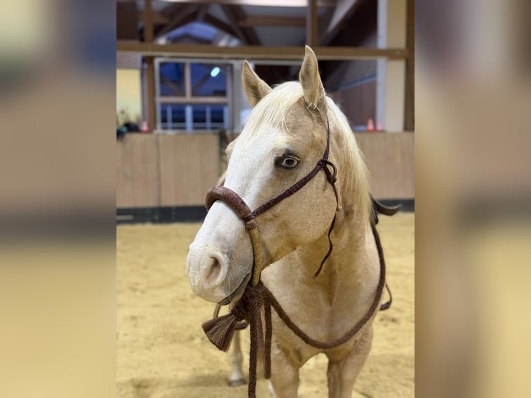 American Quarter Horse Wallach 4 Jahre 150 cm Palomino in Hundsangen