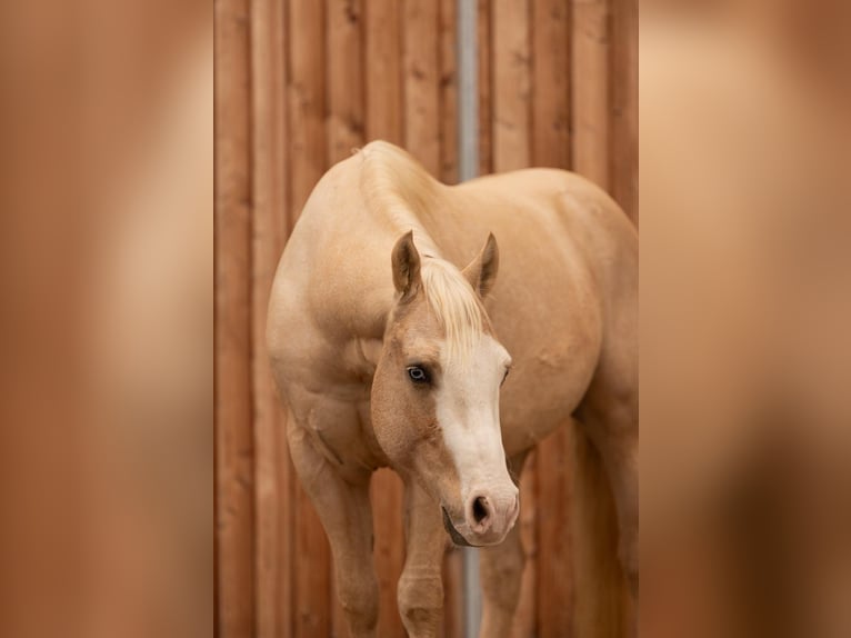 American Quarter Horse Wallach 4 Jahre 150 cm Palomino in Hundsangen