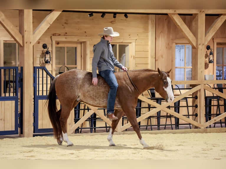 American Quarter Horse Wallach 4 Jahre 150 cm Rabicano in Needmore