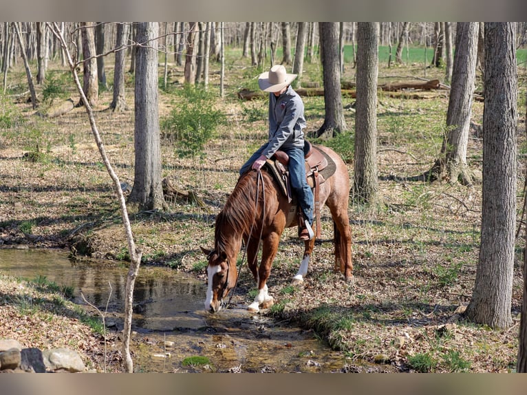 American Quarter Horse Wallach 4 Jahre 150 cm Rabicano in Needmore