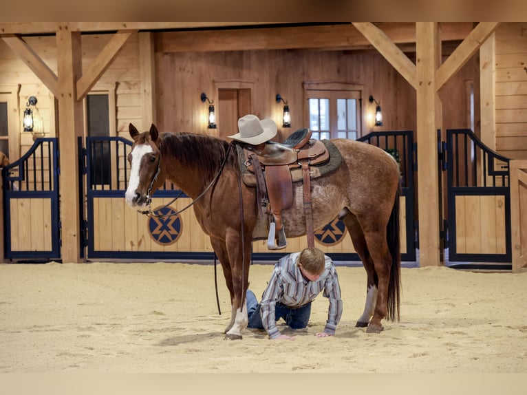 American Quarter Horse Wallach 4 Jahre 150 cm Rabicano in Needmore