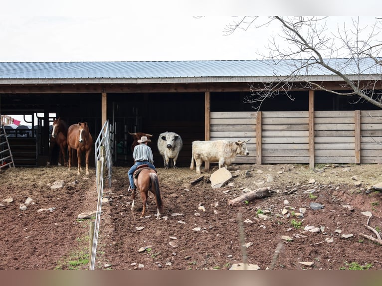 American Quarter Horse Wallach 4 Jahre 150 cm Rabicano in Needmore