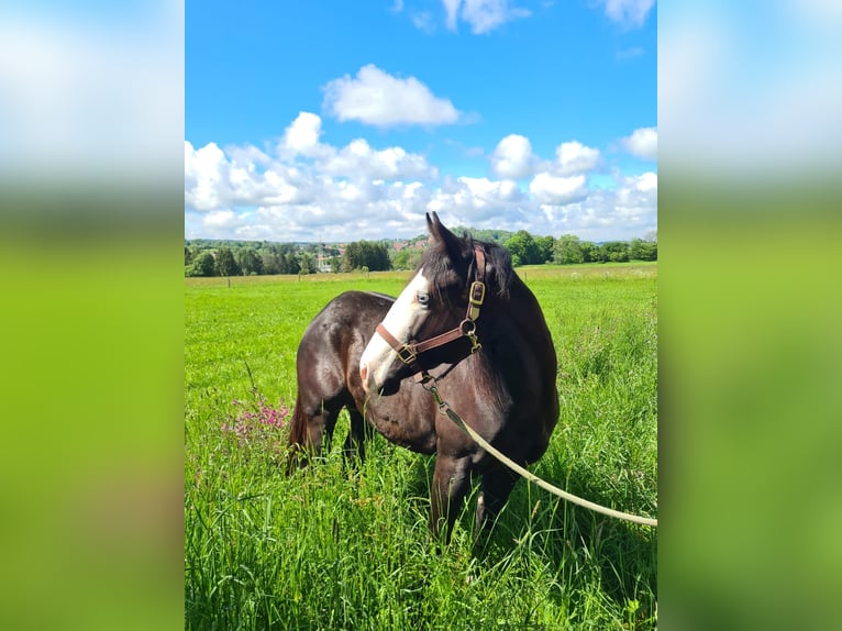 American Quarter Horse Wallach 4 Jahre 150 cm Rappe in Ulrichstein