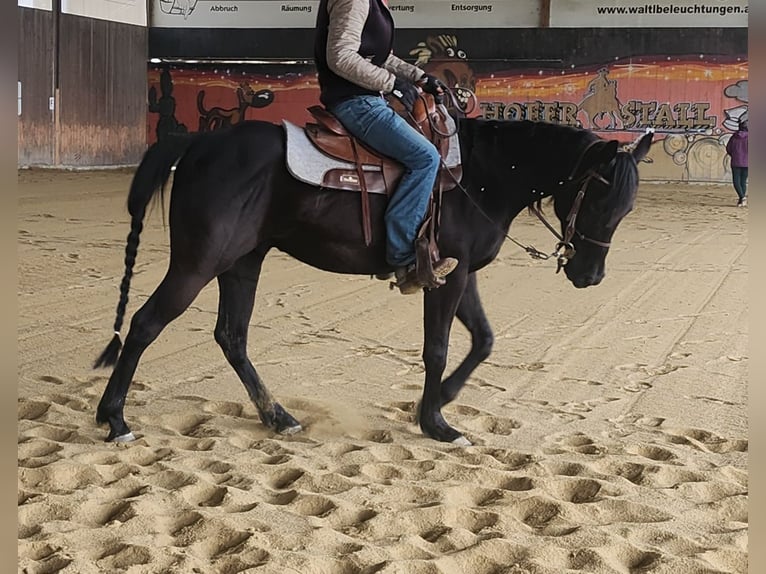 American Quarter Horse Wallach 4 Jahre 150 cm Rappe in Fußach