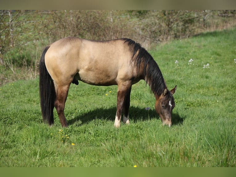 American Quarter Horse Wallach 4 Jahre 150 cm  in Mettweiler