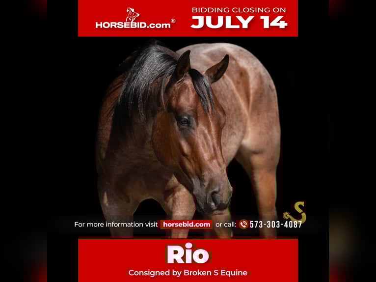 American Quarter Horse Wallach 4 Jahre 150 cm Roan-Bay in Bogard, MO