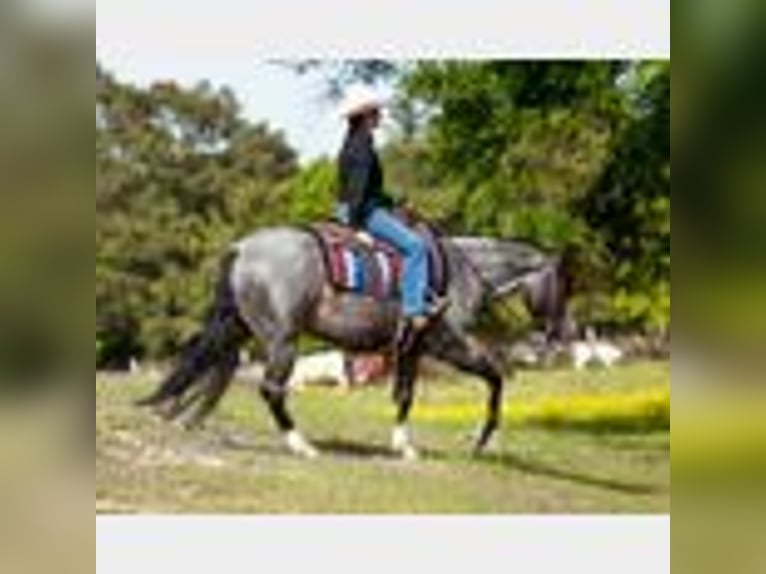 American Quarter Horse Wallach 4 Jahre 150 cm Roan-Blue in Lufkin, TX
