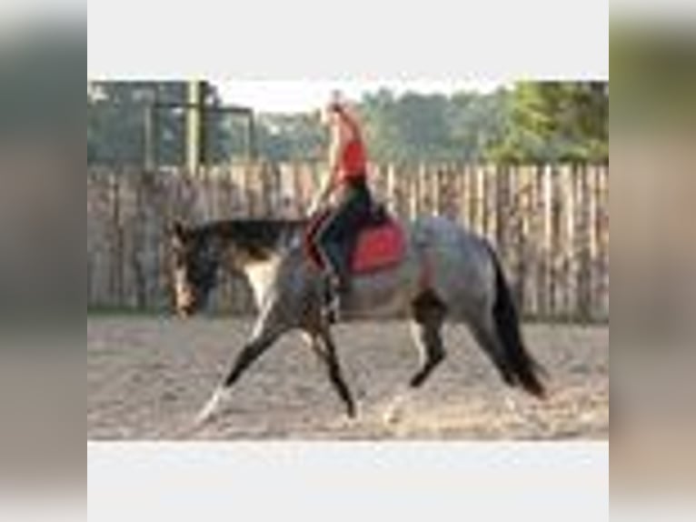 American Quarter Horse Wallach 4 Jahre 150 cm Roan-Blue in Lufkin, TX