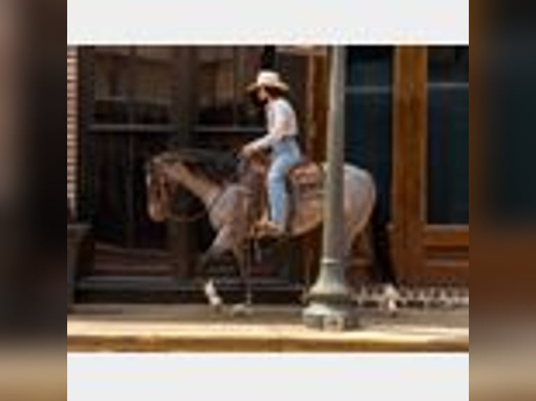 American Quarter Horse Wallach 4 Jahre 150 cm Roan-Blue in Lufkin, TX