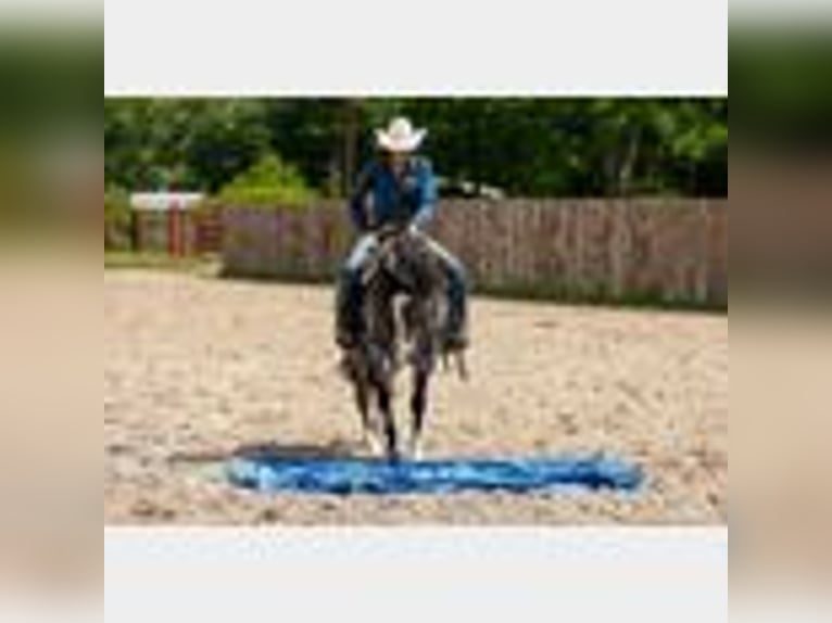 American Quarter Horse Wallach 4 Jahre 150 cm Roan-Blue in Lufkin, TX