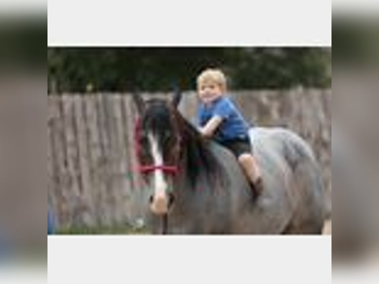 American Quarter Horse Wallach 4 Jahre 150 cm Roan-Blue in Lufkin, TX