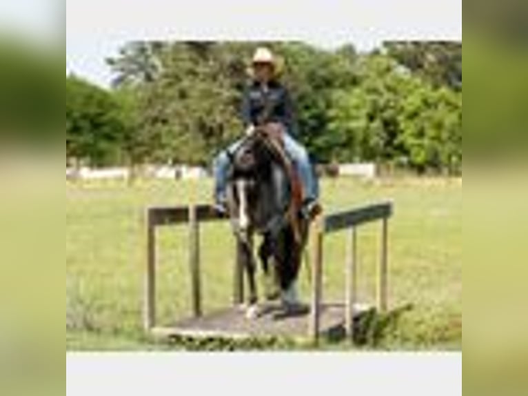 American Quarter Horse Wallach 4 Jahre 150 cm Roan-Blue in Lufkin, TX