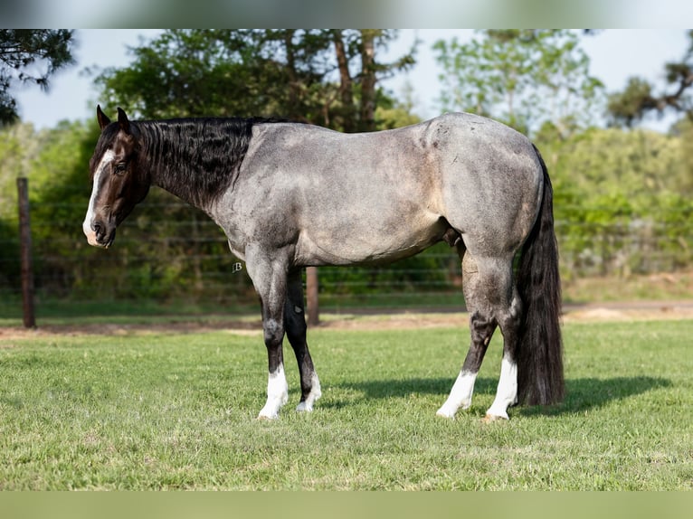 American Quarter Horse Wallach 4 Jahre 150 cm Roan-Blue in Lufkin, TX