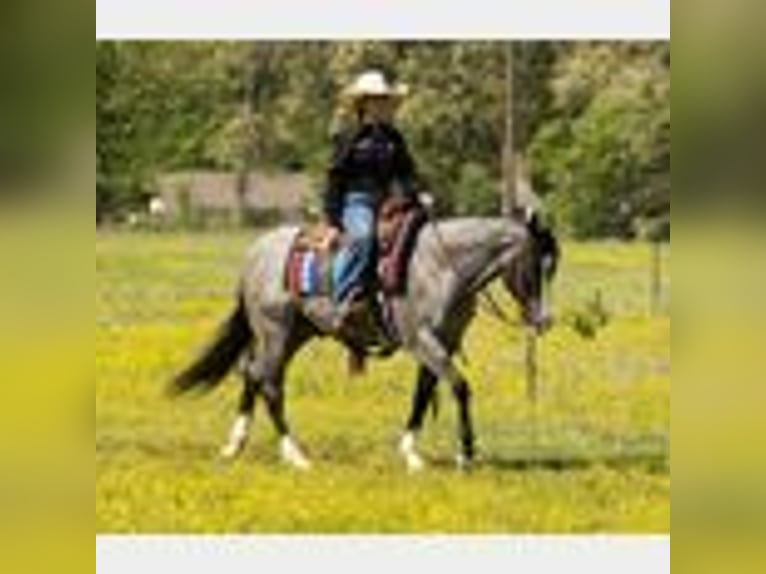 American Quarter Horse Wallach 4 Jahre 150 cm Roan-Blue in Lufkin, TX