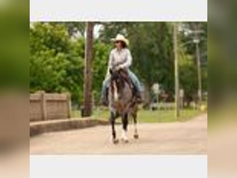 American Quarter Horse Wallach 4 Jahre 150 cm Roan-Blue in Lufkin, TX