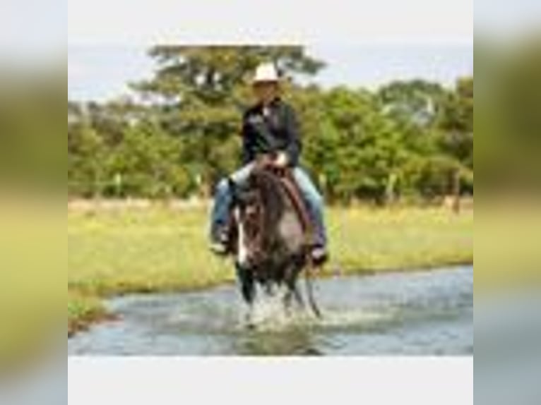 American Quarter Horse Wallach 4 Jahre 150 cm Roan-Blue in Lufkin, TX