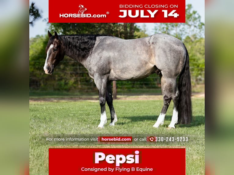 American Quarter Horse Wallach 4 Jahre 150 cm Roan-Blue in Lufkin, TX