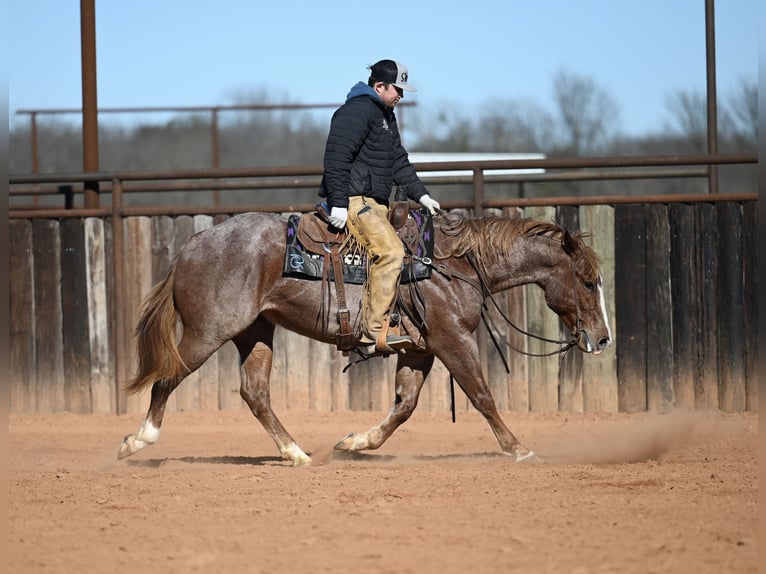 American Quarter Horse Wallach 4 Jahre 150 cm Roan-Red in Waco