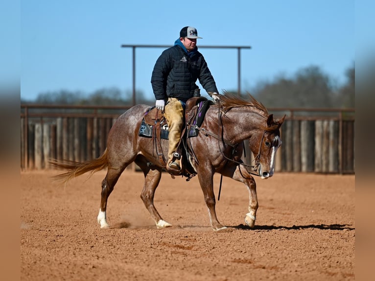 American Quarter Horse Wallach 4 Jahre 150 cm Roan-Red in Waco