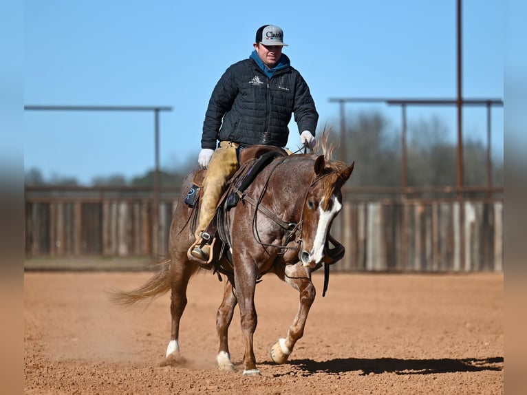 American Quarter Horse Wallach 4 Jahre 150 cm Roan-Red in Waco