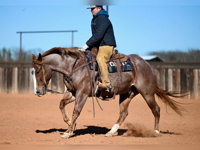 American Quarter Horse Wallach 4 Jahre 150 cm Roan-Red in Waco
