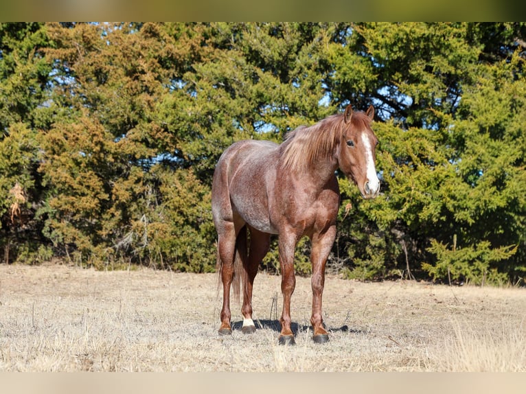 American Quarter Horse Wallach 4 Jahre 150 cm Roan-Red in Ripley