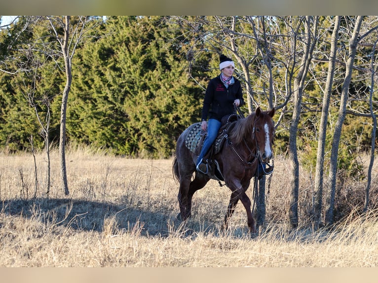 American Quarter Horse Wallach 4 Jahre 150 cm Roan-Red in Ripley