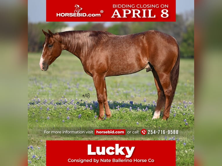 American Quarter Horse Wallach 4 Jahre 150 cm Roan-Red in Waco, TX