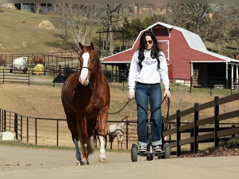 American Quarter Horse Wallach 4 Jahre 150 cm Roan-Red in Morrilton