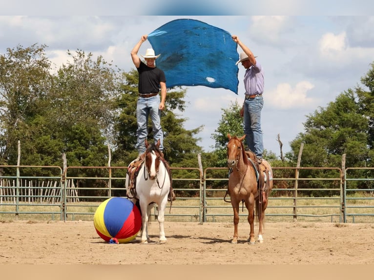 American Quarter Horse Wallach 4 Jahre 150 cm Roan-Red in Mount Vernon