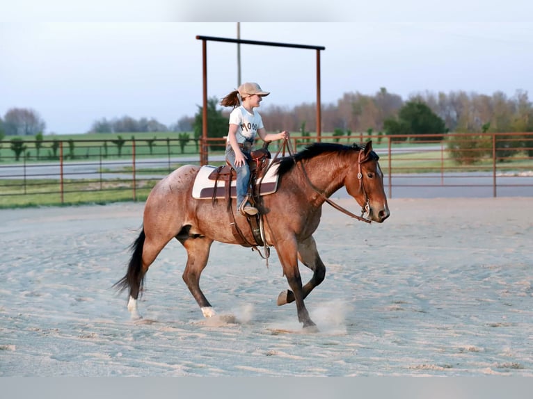 American Quarter Horse Wallach 4 Jahre 150 cm Roan-Red in Mount Vernon