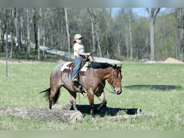 American Quarter Horse Wallach 4 Jahre 150 cm Roan-Red in Mount Vernon