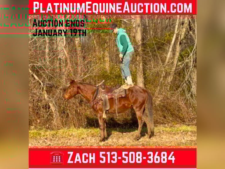 American Quarter Horse Wallach 4 Jahre 150 cm Roan-Red in Mascow OH