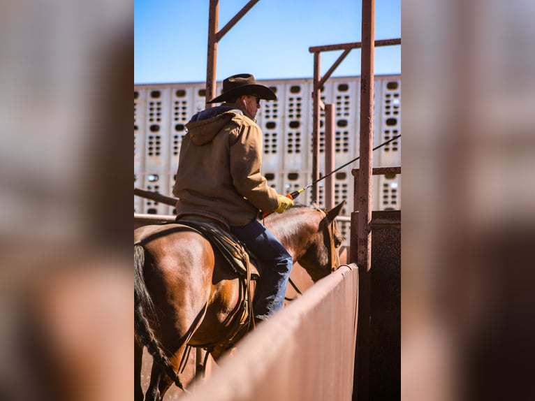 American Quarter Horse Wallach 4 Jahre 150 cm Rotbrauner in Amarillo