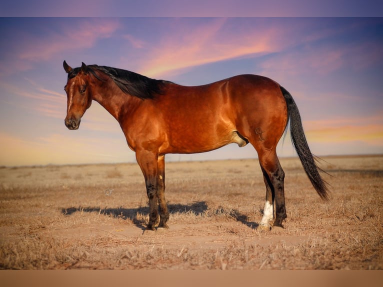 American Quarter Horse Wallach 4 Jahre 150 cm Rotbrauner in Amarillo