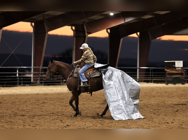 American Quarter Horse Wallach 4 Jahre 150 cm Rotbrauner in Morrilton