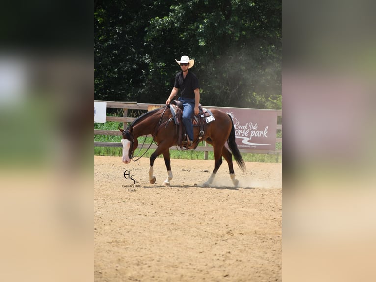 American Quarter Horse Wallach 4 Jahre 150 cm Rotbrauner in Baltic