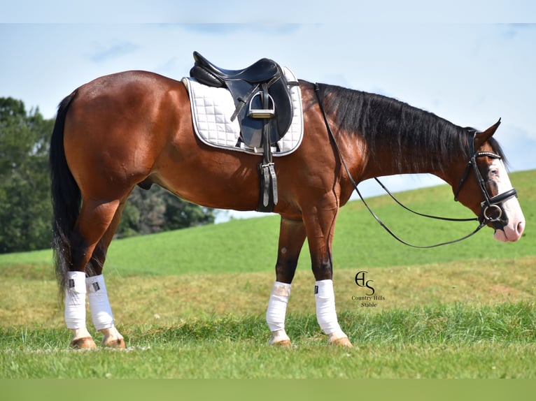 American Quarter Horse Wallach 4 Jahre 150 cm Rotbrauner in Baltic