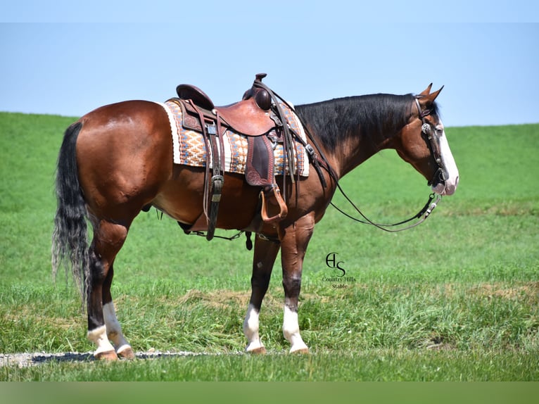 American Quarter Horse Wallach 4 Jahre 150 cm Rotbrauner in Baltic