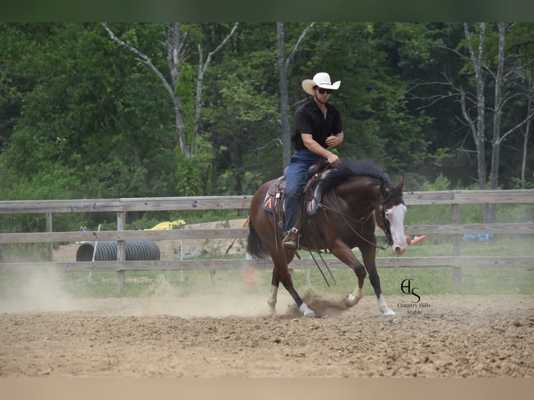 American Quarter Horse Wallach 4 Jahre 150 cm Rotbrauner in Baltic