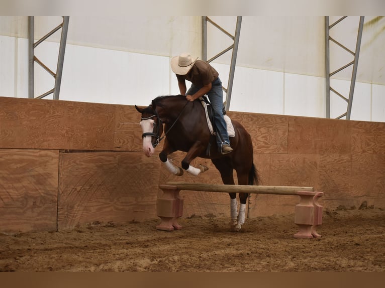 American Quarter Horse Wallach 4 Jahre 150 cm Rotbrauner in Baltic