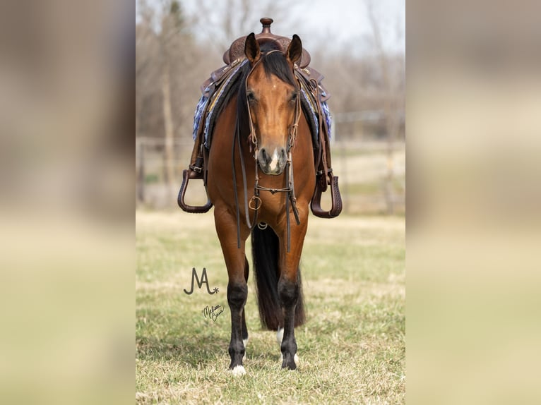 American Quarter Horse Wallach 4 Jahre 150 cm Rotbrauner in River Falls