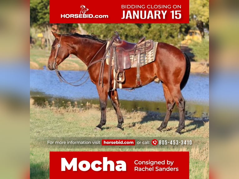 American Quarter Horse Wallach 4 Jahre 150 cm Rotbrauner in Joshua, TX