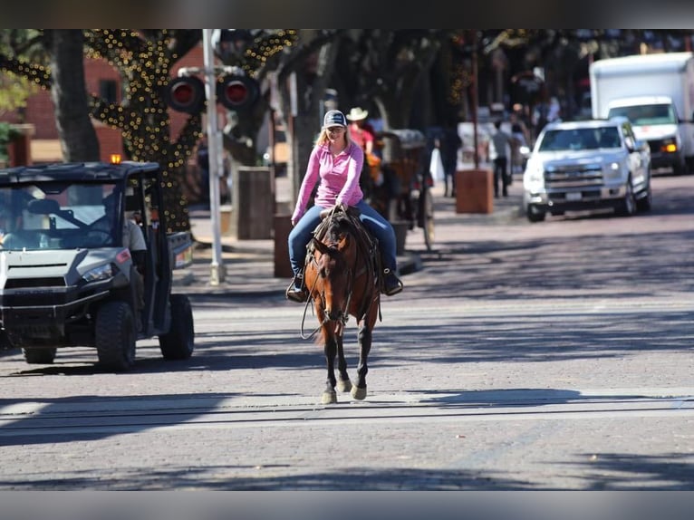 American Quarter Horse Wallach 4 Jahre 150 cm Rotbrauner in Joshua, TX