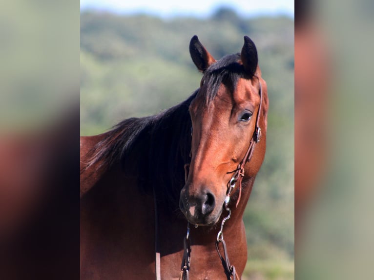 American Quarter Horse Wallach 4 Jahre 150 cm Rotbrauner in Borden